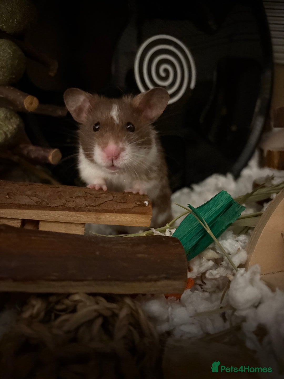 Hamster rodents for sale: ON HOLD Male hamster for adoption - Image 3