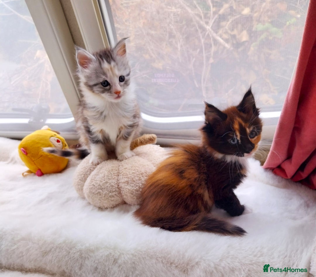 Maine Coon cats for sale: Stunning XL Maine Coon Kittens. Tica Reg. Tortie. - Image 7