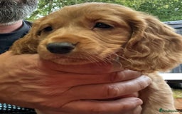 Cocker Spaniel dogs for sale: 5 BEAUTIFUL COCKER SPANIEL KC REG PUPPIES - Image 6