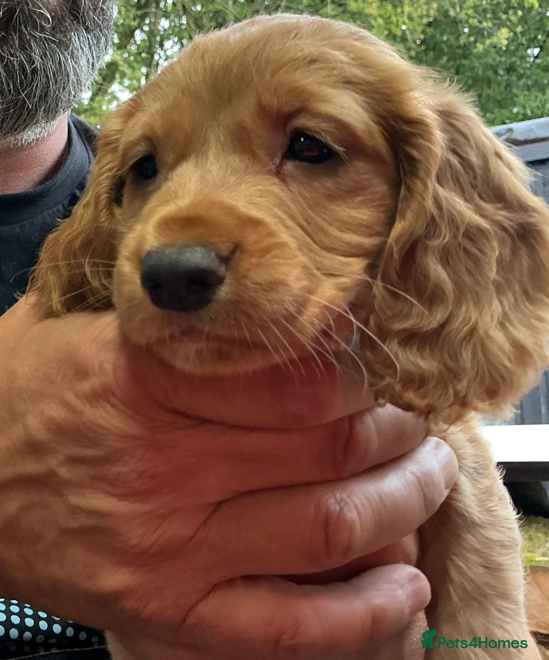 Cocker Spaniel dogs for sale: 5 BEAUTIFUL COCKER SPANIEL KC REG PUPPIES - Image 6