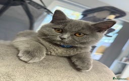 Scottish Fold cats for sale: Scottish fold - Image 10