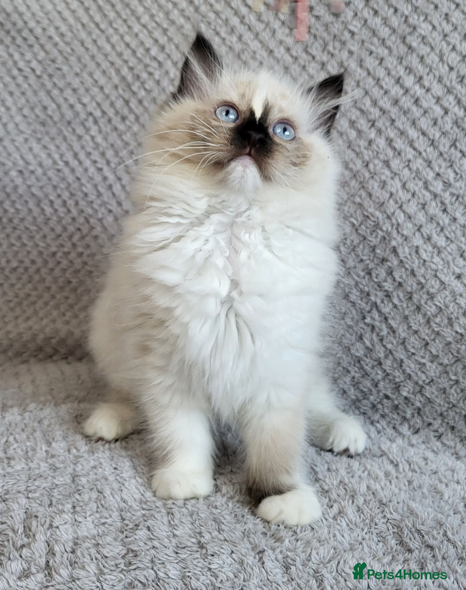 Ragdoll cats LAST GCCF REGISTERED KITTEN LEFT BEEN REDUCED - Advert 2