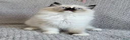 Ragdoll cats for sale: Registration Ragdoll kittens  - Advert 3