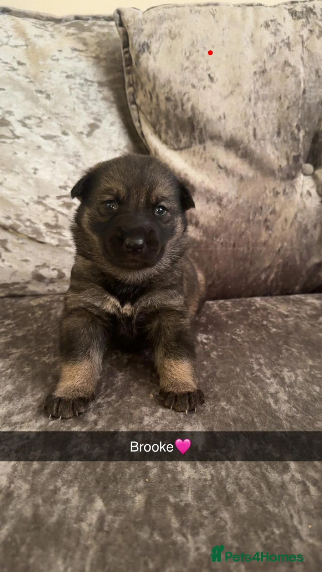 Shepsky dogs for sale: Shepsky puppies  - Advert 15