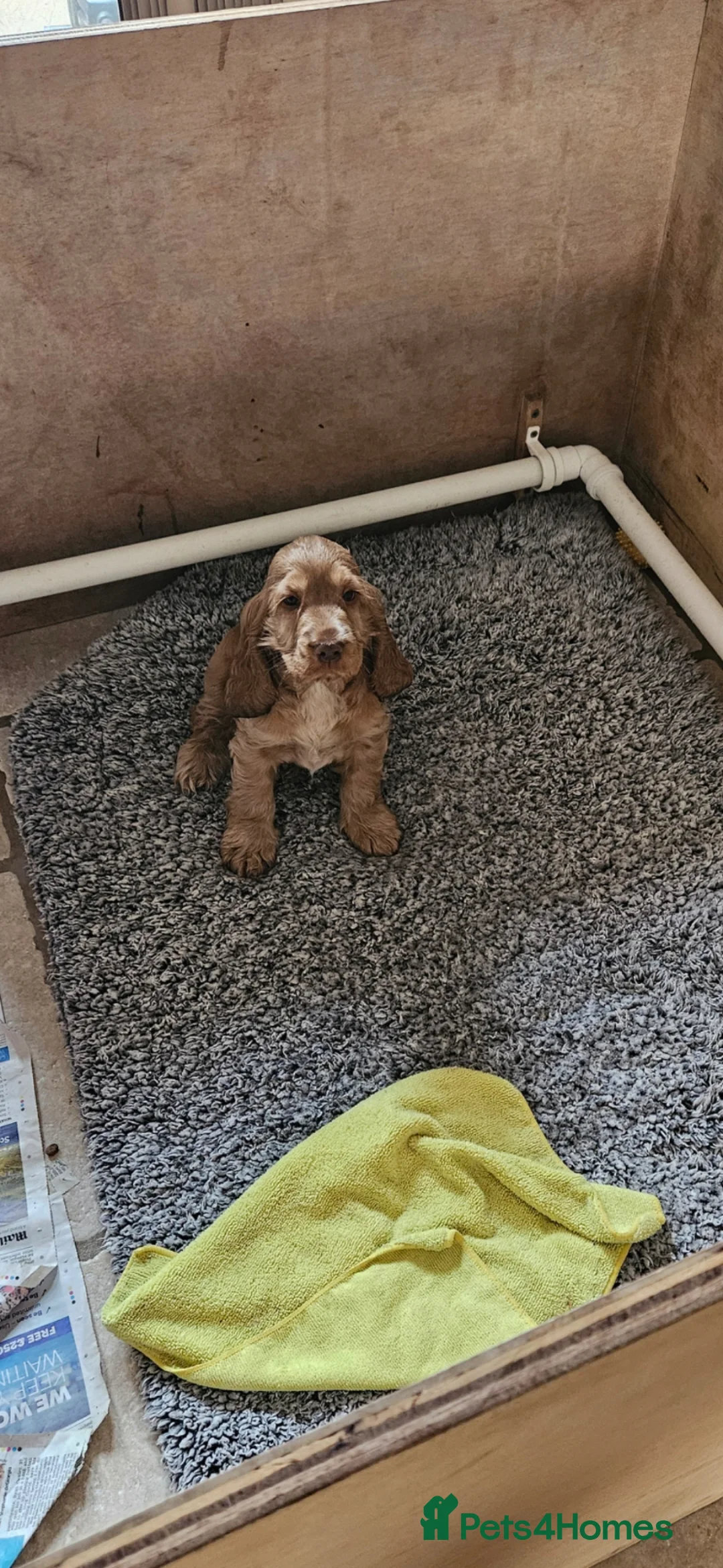Cocker Spaniel dogs for sale: Gorgeous golden Show Cocker Spaniel  - Advert 2