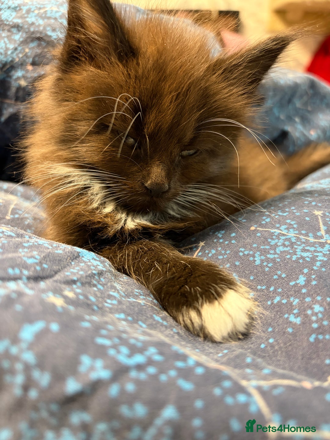 Maine Coon cats for sale: Champion Russian line full Maine coon kittens - Advert 17