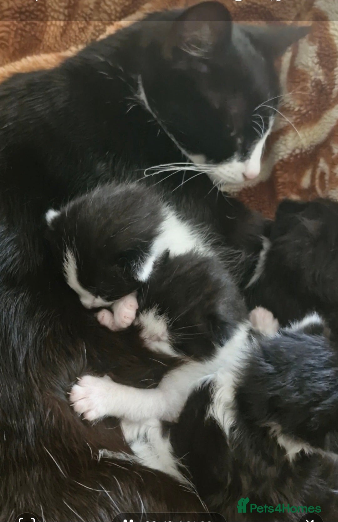 Mixed Breed cats for sale: Two very cute kittens  - Image 8