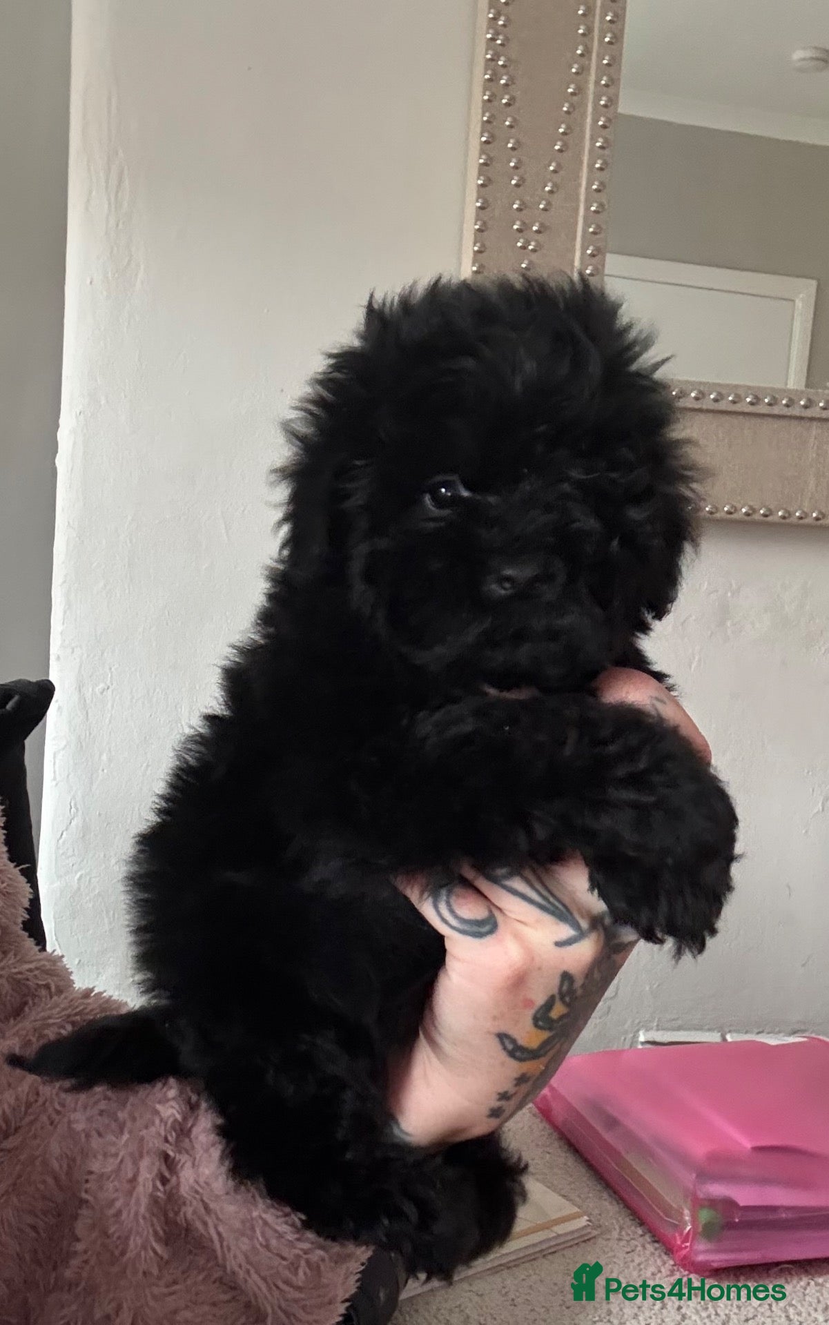 Cockapoo dogs 1 boy left F1b black boys  - Advert 10