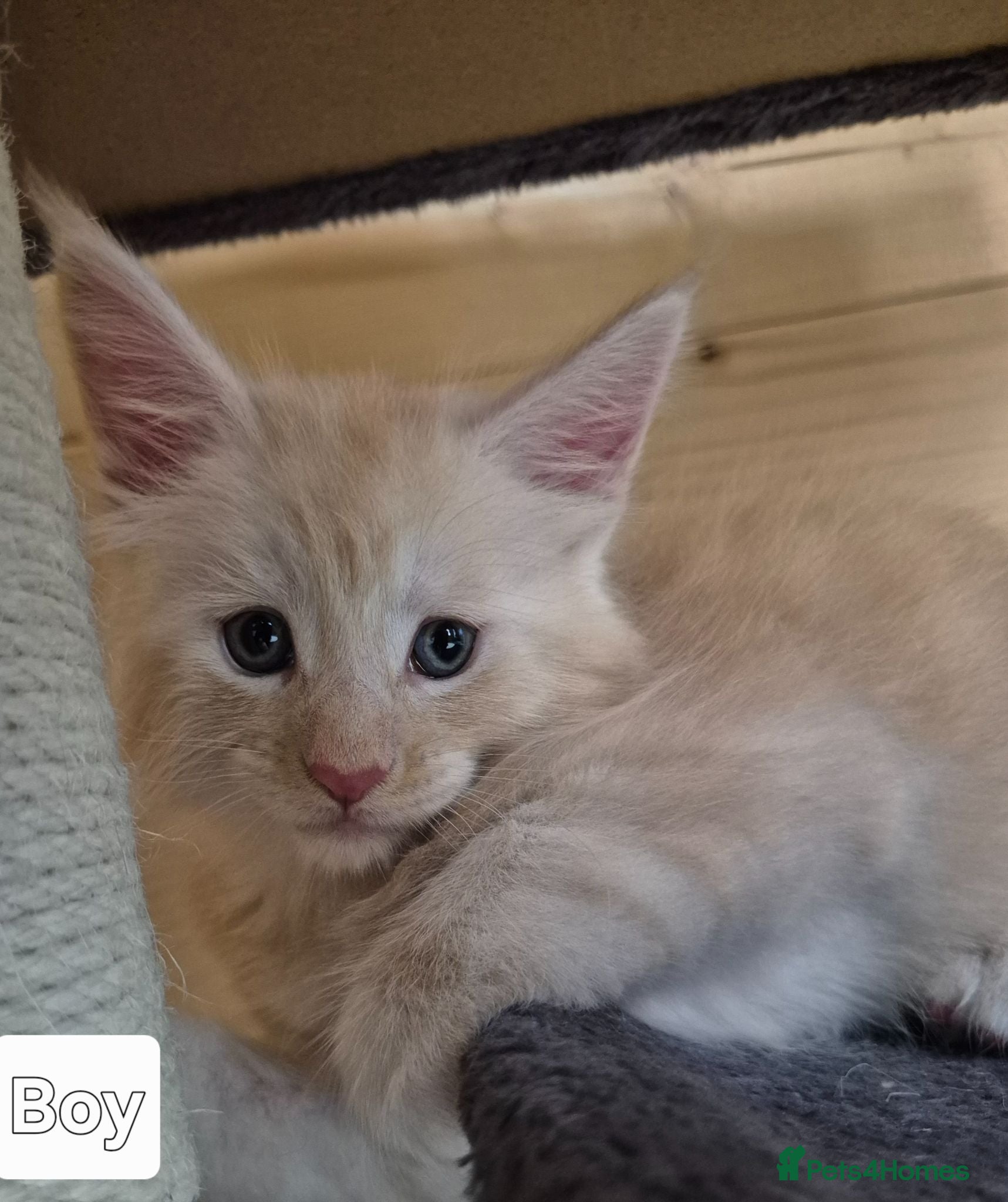 Maine Coon cats Mein con  - Advert 7