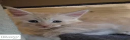 Maine Coon cats for sale: Mein con  - Advert 2