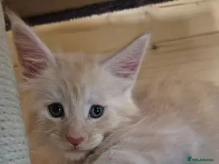 Maine Coon cats Mein con - Advert 7