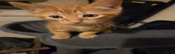 Mixed Breed cats for sale: Active, fun, healthy kittens  - Advert 4