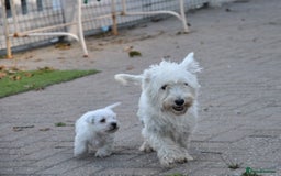West Highland Terrier dogs for sale: Gorgeous West Highland Terrier Puppies - Image 15