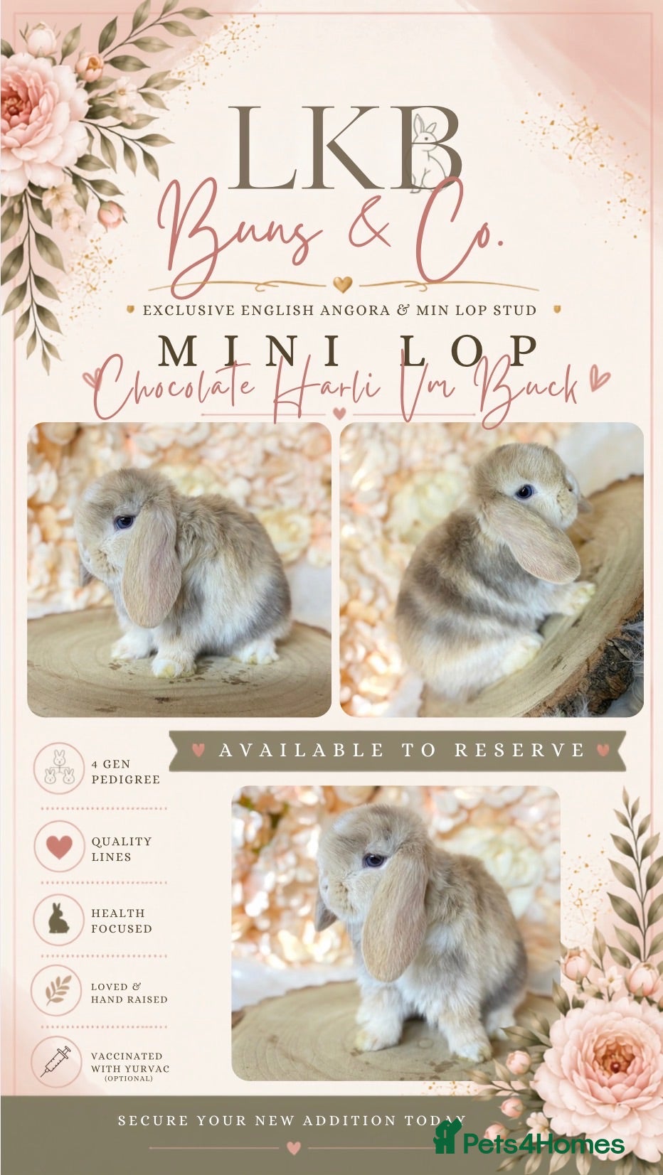 Mini Lop rabbits 🌟 PEDIGREE MINI LOPS 🌟 - Advert 19