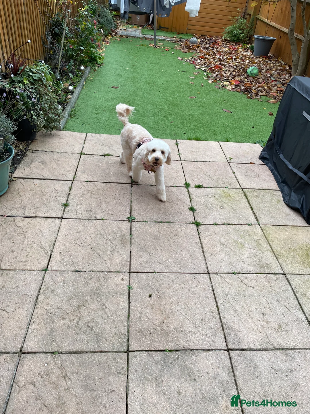 Cockapoo dogs for sale: Sweetest pet - Advert 3