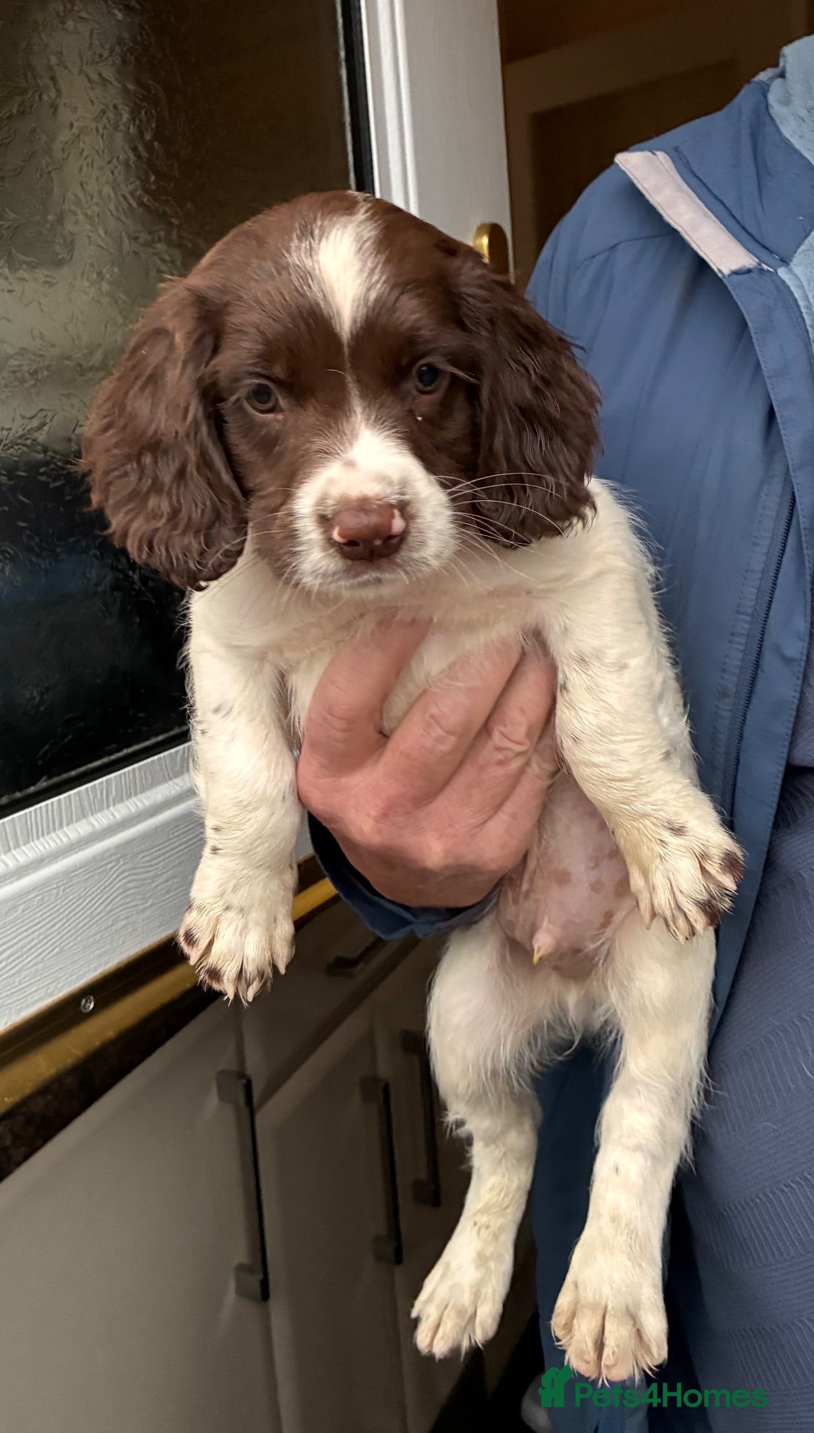 English Springer Spaniel dogs FTCH SIRED PUPS £800 READY TO GO  - Advert 1