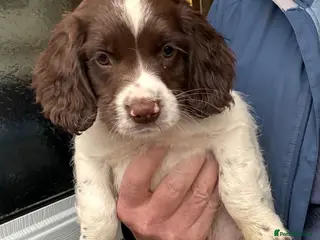English Springer Spaniel dogs FTCH SIRED PUPS £800 READY TO GO - Advert 1