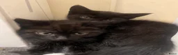 Mixed Breed cats for sale: 3  little black balls of fur - Advert 9