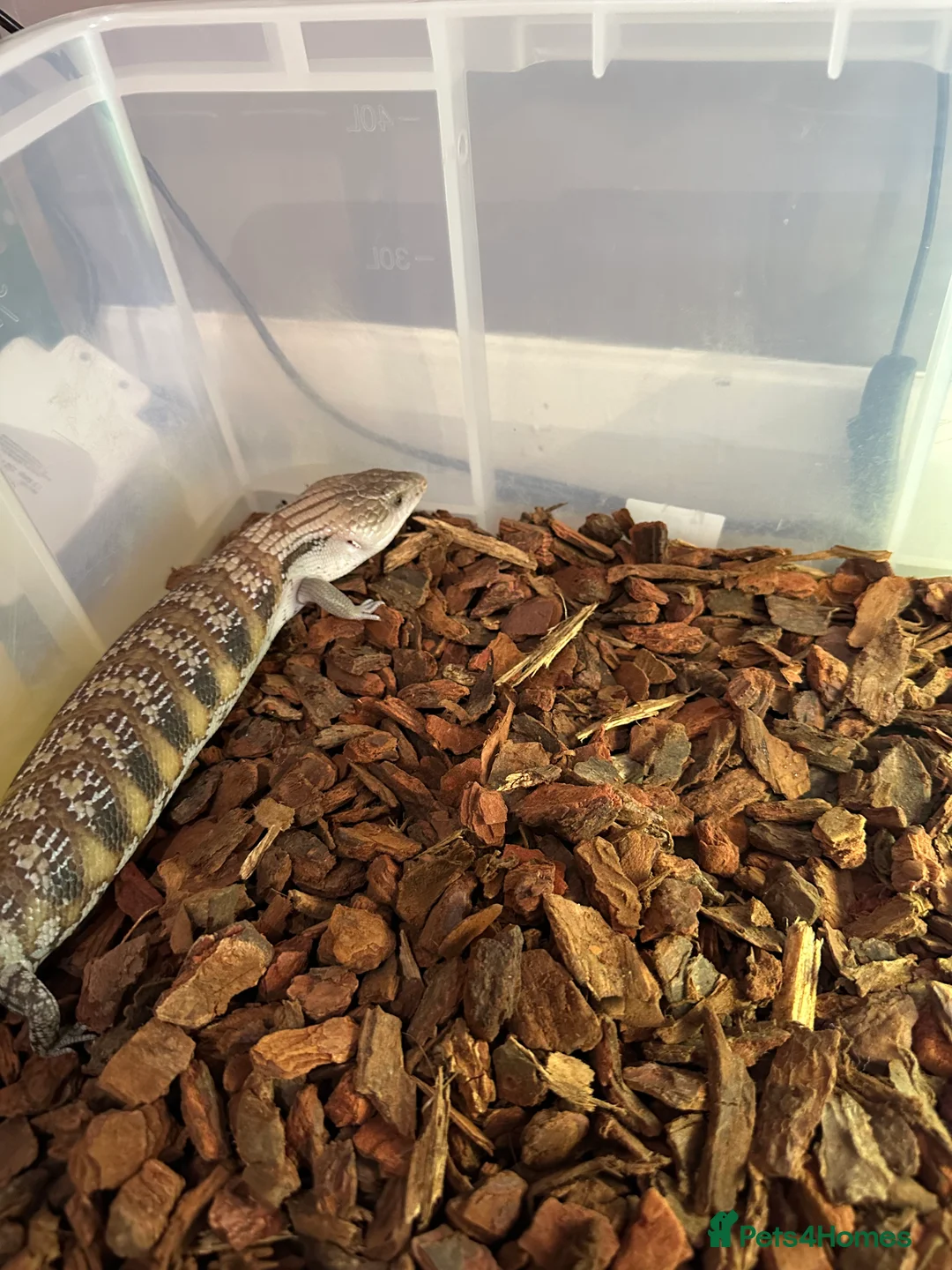 Skink reptiles for sale: Blue tongue skink - Advert 2