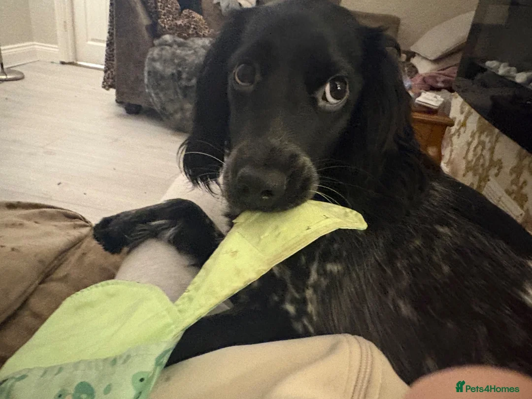 Cocker Spaniel dogs for sale: Nelly  - Advert 5
