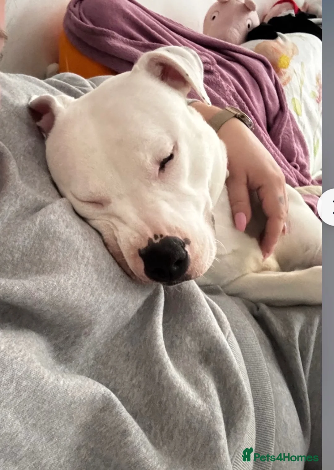 Staffordshire Bull Terrier dogs for sale: Snowy in Huntingdon - Advert 5