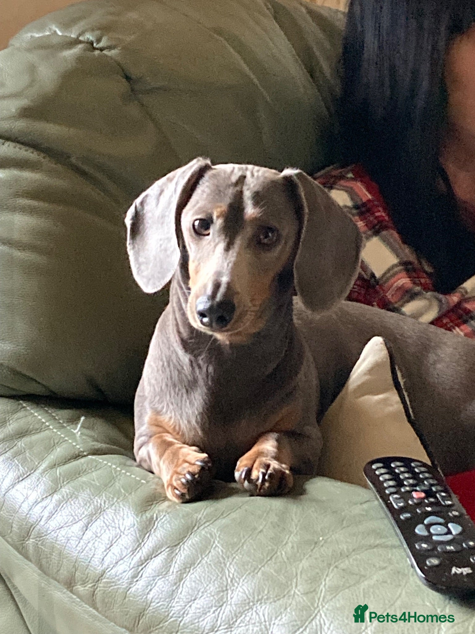 Dachshund dogs 2 year old Miniature Dachsund needs rehoming  - Advert 1