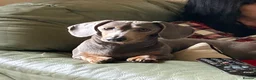 Dachshund dogs for sale: 2 year old Miniature Dachsund needs rehoming  in Lichfield - Advert 1