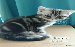 British Shorthair cats for sale: Bsh .Silver Classic Tabby .GCCF. - Image 2