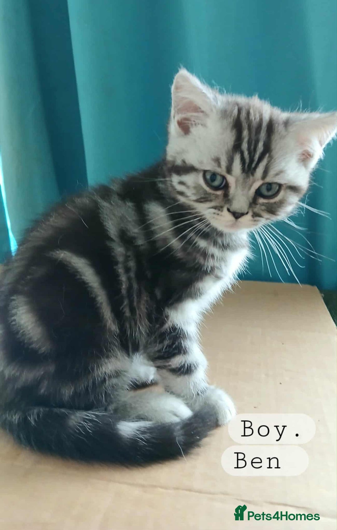 British Shorthair cats for sale: Bsh .Silver Classic Tabby .GCCF. - Image 2