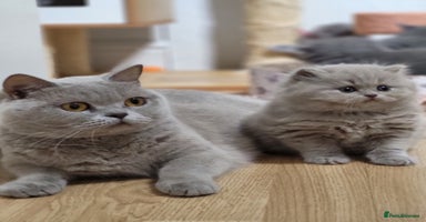 British Shorthair cats - Advert 11