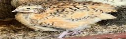 Quail poultry for sale: XL Giant Italian Coturnix Quail Hatching Eggs - Advert 4