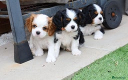 Cavalier King Charles Spaniel dogs for sale: 7 Puppies ready for reservations - Image 1