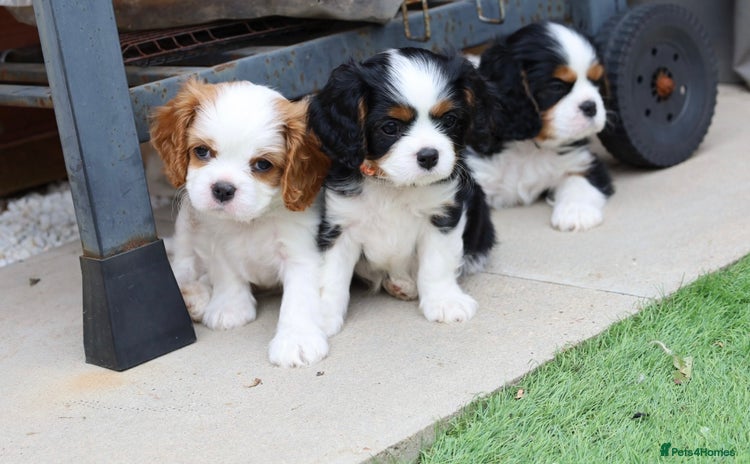 Cavalier King Charles Spaniel dogs - Advert 1