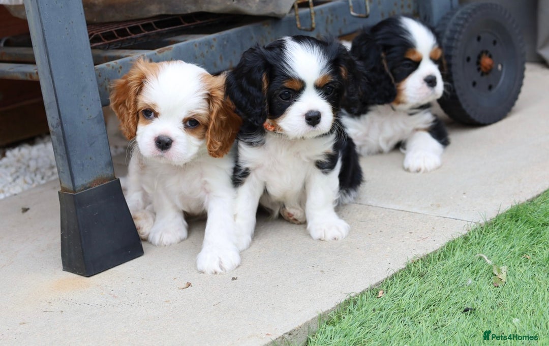 Cavalier King Charles Spaniel dogs for sale: 7 Puppies ready for reservations - Image 1