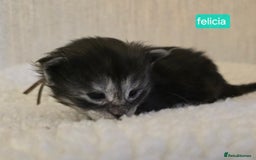 Maine Coon cats for sale: Maine Coon Kittens Smokes Large Russian Lines - Image 6