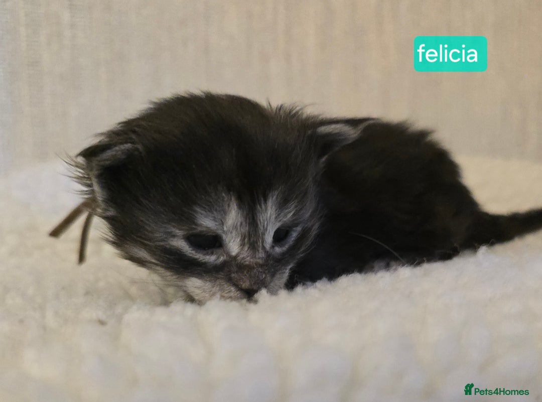 Maine Coon cats for sale: Maine Coon Kittens Smokes Large Russian Lines - Image 6