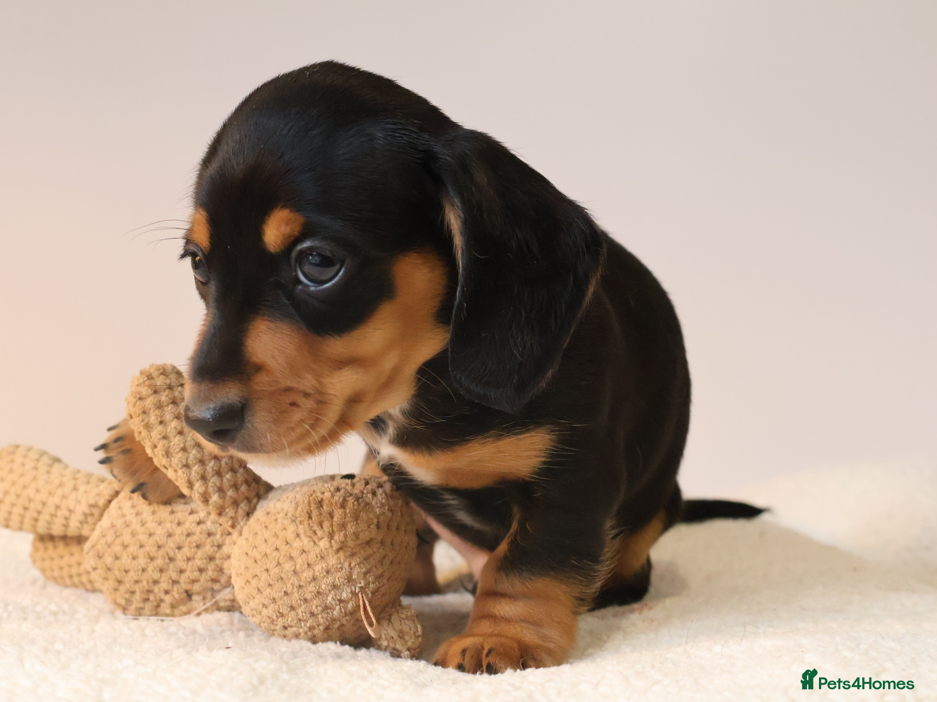 Miniature Dachshund dogs 5*Licensed+KC+PRAclear+VETchecked+Chocolate&Cream - Advert 6