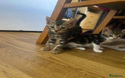 Bengal cats for sale: 7 adorable bengal/tort kitties available now!  - Image 11