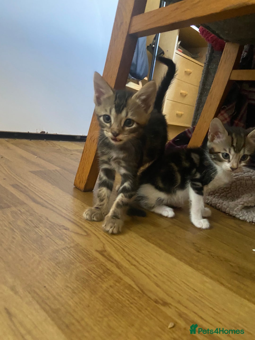 Bengal cats for sale: 7 adorable bengal/tort kitties available now!  - Image 11