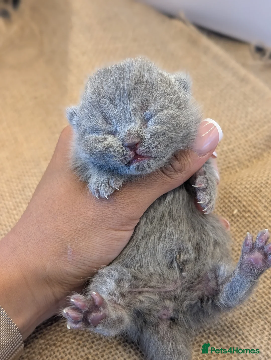 British Shorthair cats for sale: GCCF British Shorthair kittens  - Advert 1