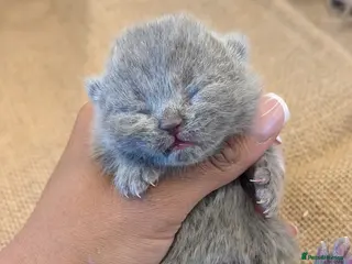 British Shorthair cats GCCF British Shorthair kittens - Advert 7