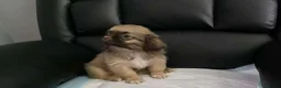 Shih Tzu dogs for sale: Beautiful imperial shih tzu in Barnsley - Advert 9