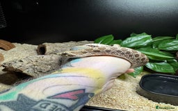 Snake reptiles for sale: Normal Western Hognose  - Image 3