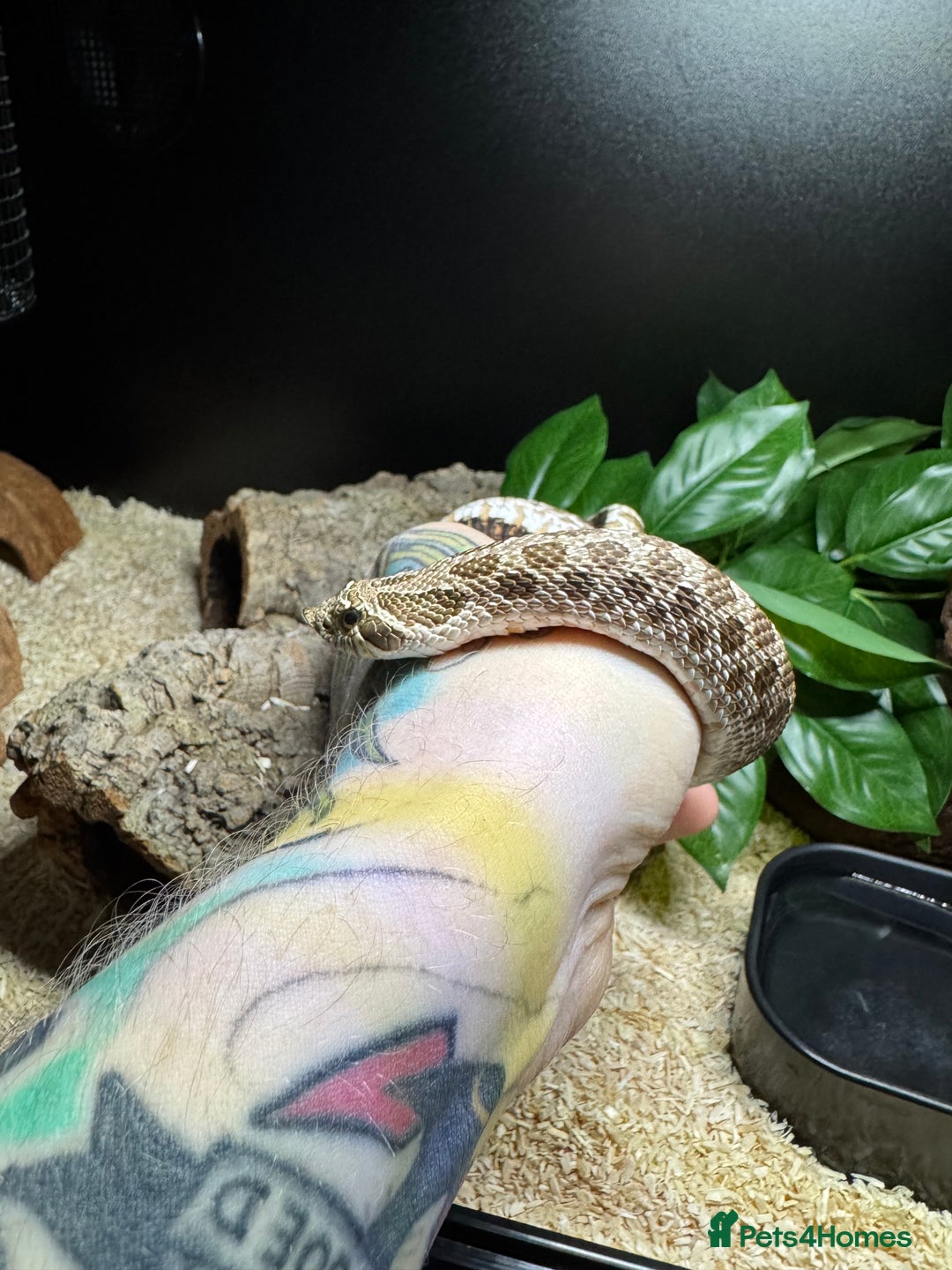 Snake reptiles for sale: Normal Western Hognose  - Image 3