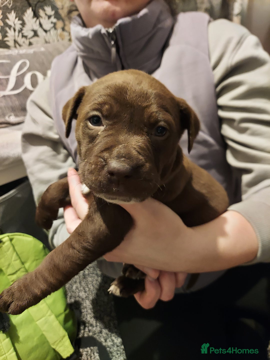 Mixed Breed dogs for sale: Mixed labrador  - Advert 20