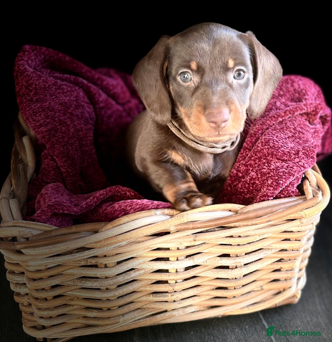 Dachshund dogs for sale: Beautiful dachshund puppies - Image 17