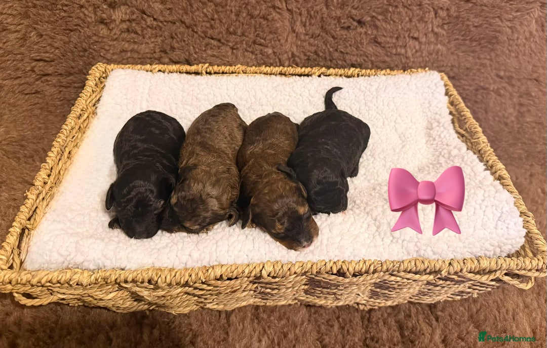 Poochon dogs for sale: Poochon puppy’s  - Advert 7