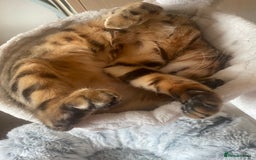 Bengal cats for sale: Bengal cat  - Image 2