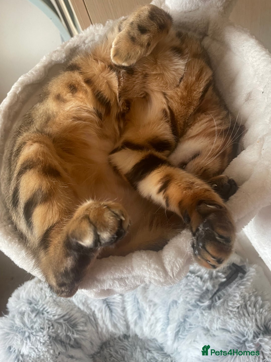 Bengal cats for sale: Bengal cat  - Image 2