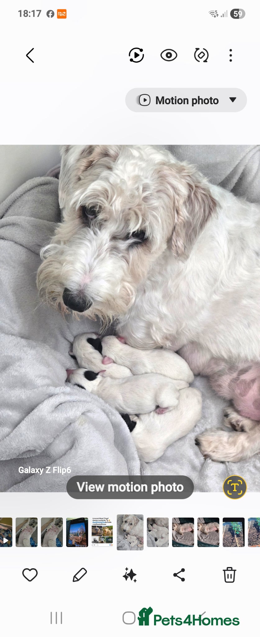 Sealyham Terrier dogs Sealyham Terrier puppies  - Advert 3